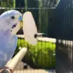 Budgie Cages
