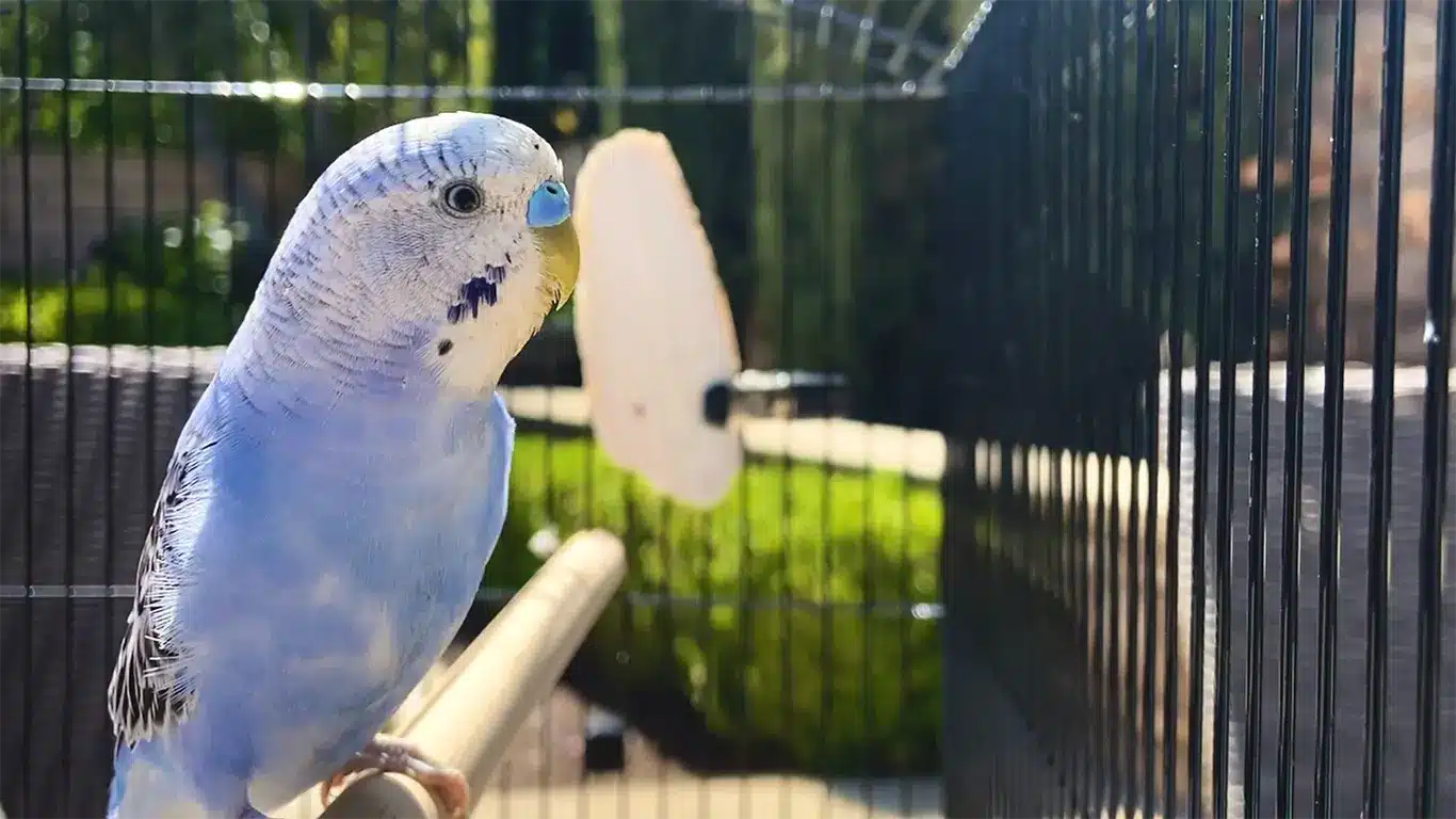 Budgie Cages