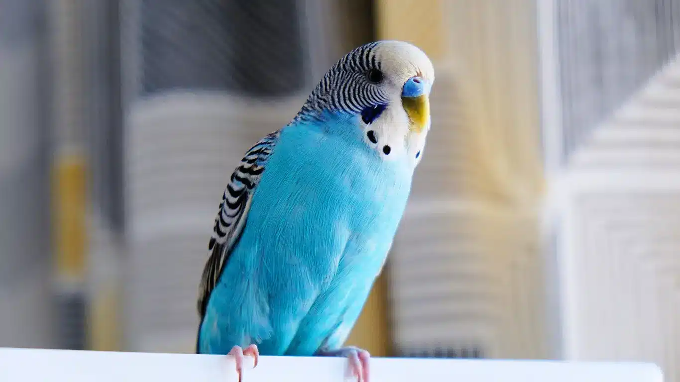 How to Take Care of a Budgie