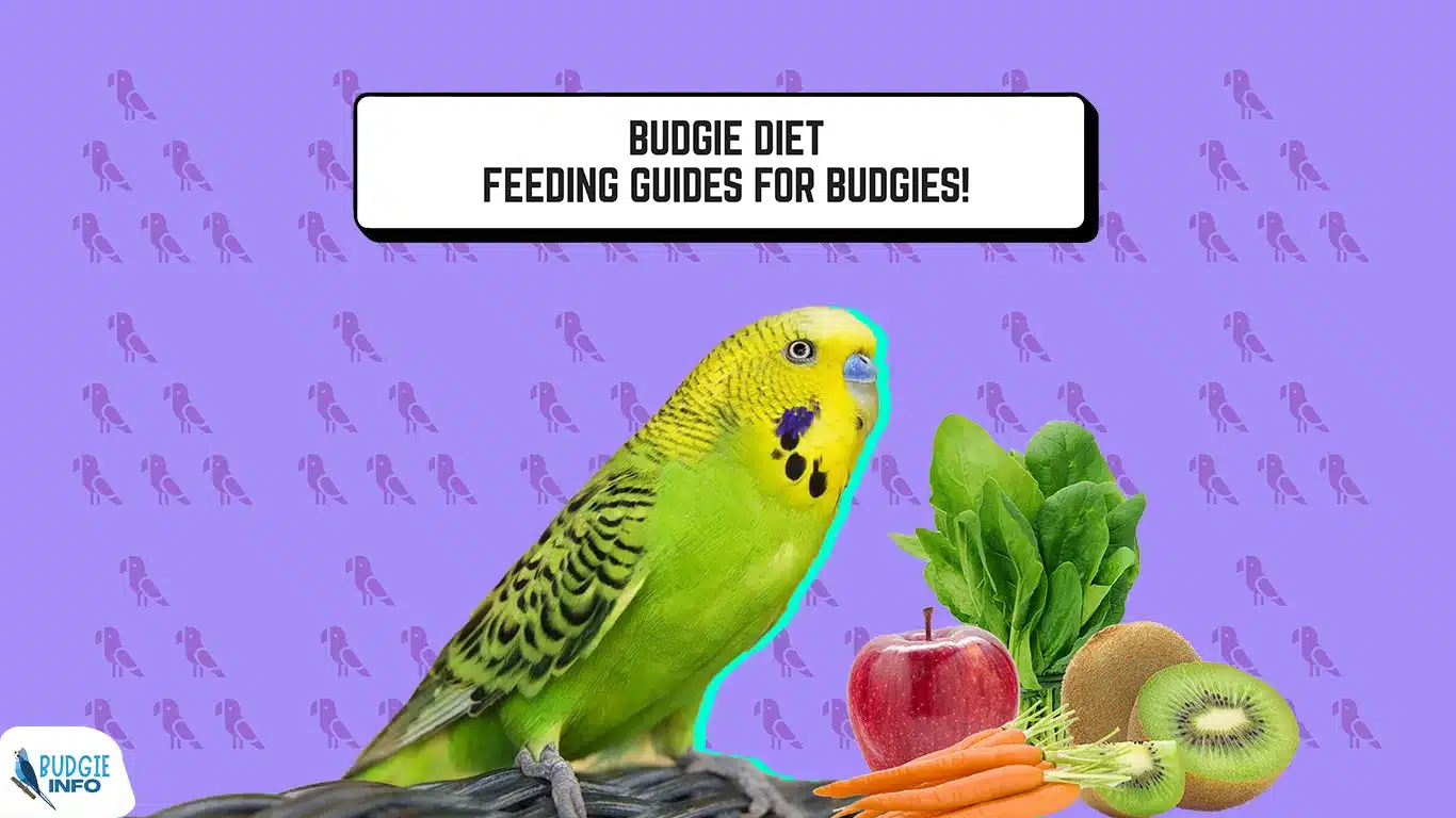 budgie diet