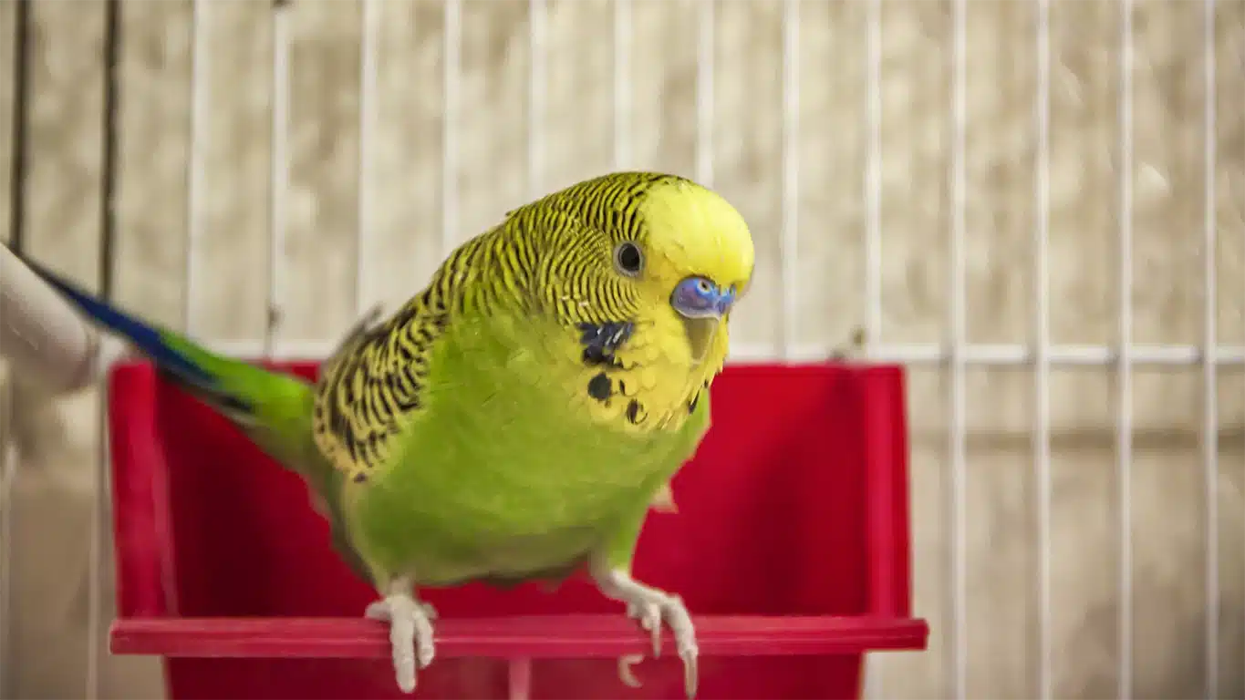 Budgie Digestion