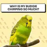 Why Is My Budgie Chirping So Much