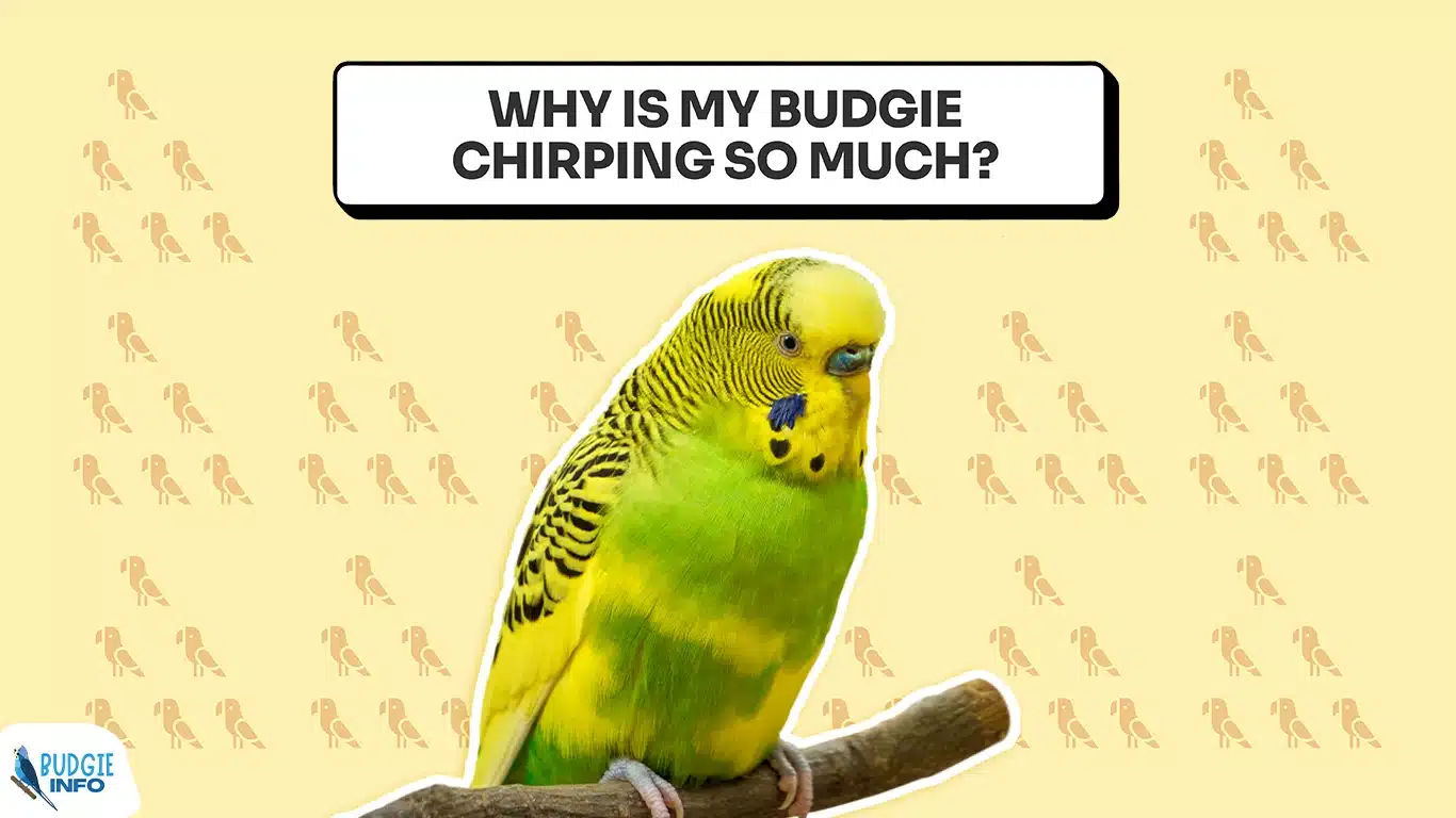 Why Is My Budgie Chirping So Much