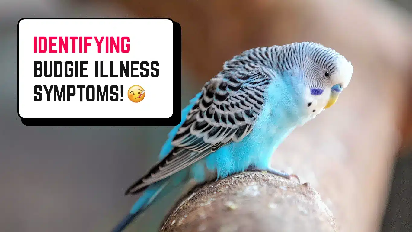 Budgie Illness Symptoms