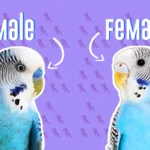 Budgie Sexing