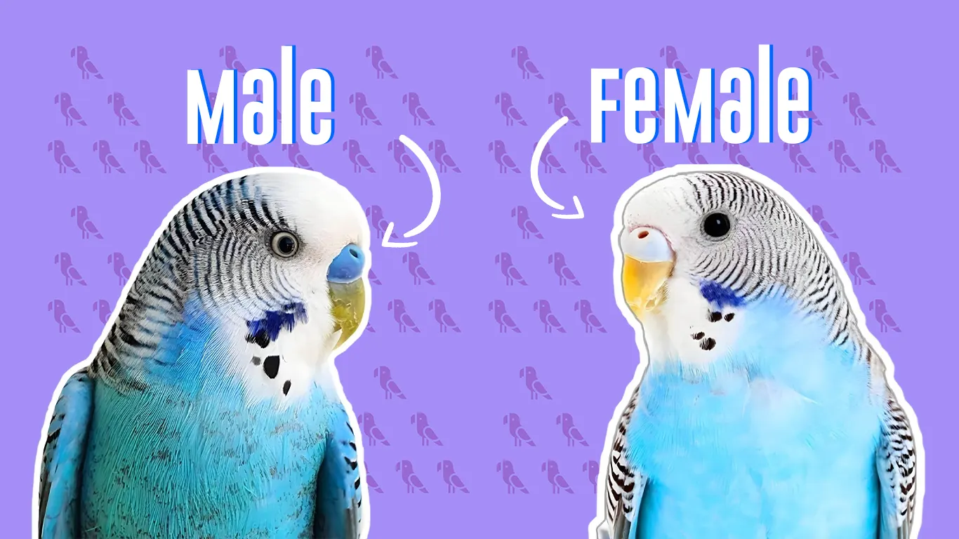 Budgie Sexing