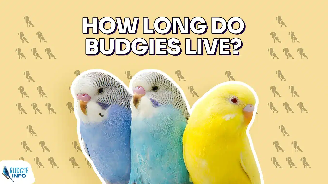 How Long Do Budgies Live