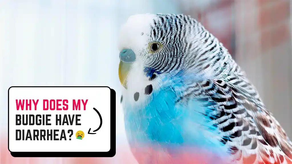 why Does My Budgie Have Diarrhea