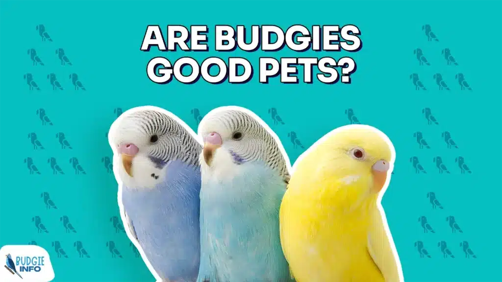 Are Budgies Good Pets