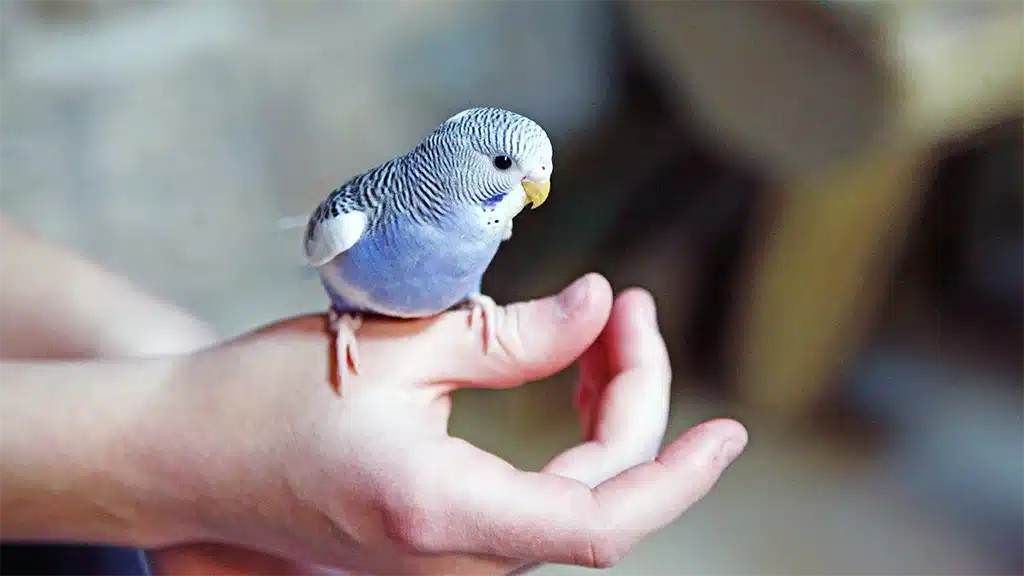 Are Budgies Good Pets