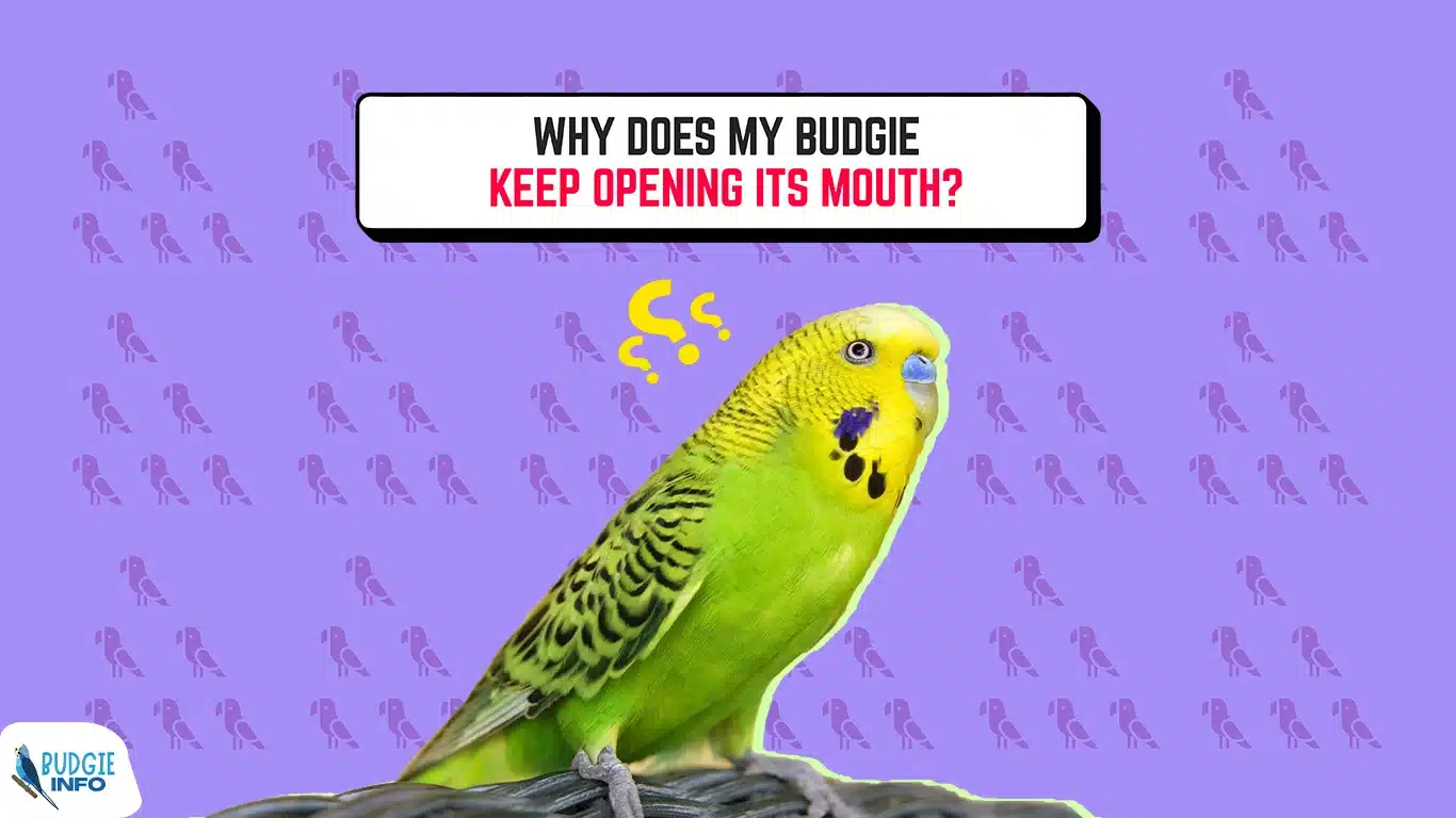 Budgie Keep Opening Its Mouth