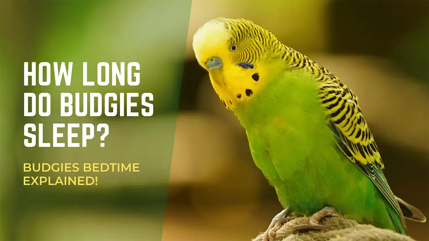 How Long Do Budgies Sleep