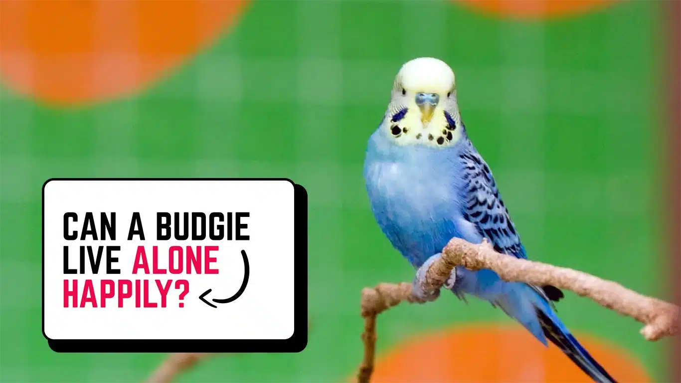 Can a Budgie Live Alone
