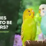 Do Budgies Need To Be In Pairs