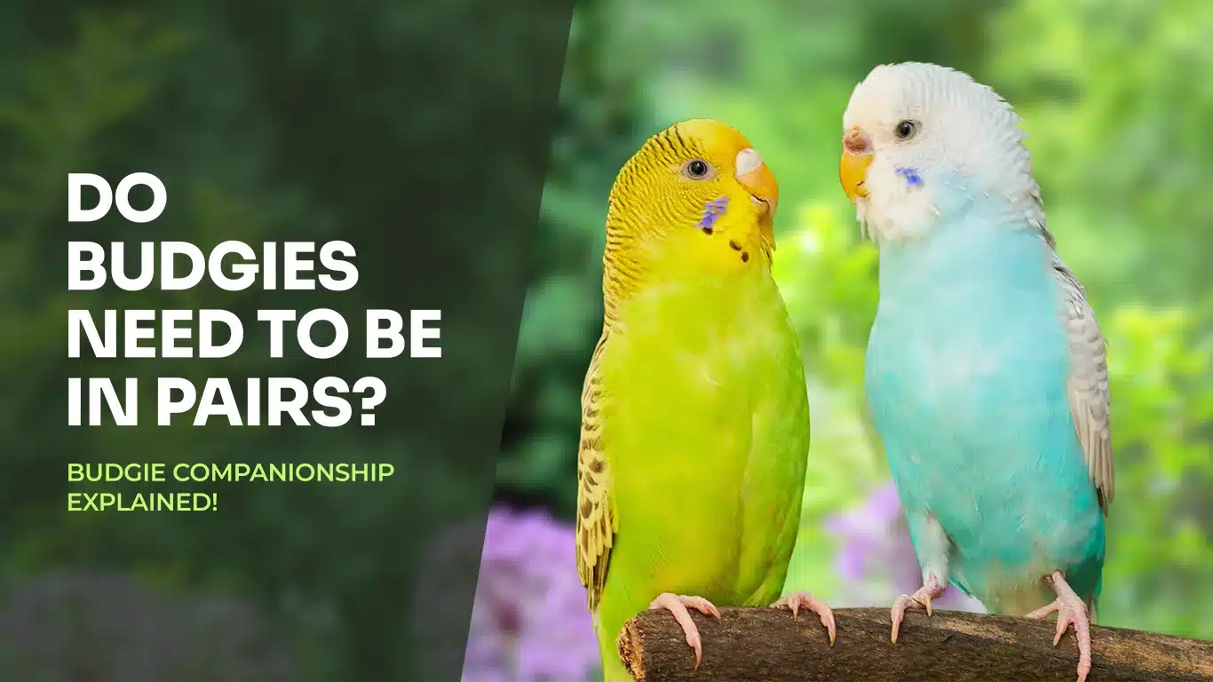 Do Budgies Need To Be In Pairs
