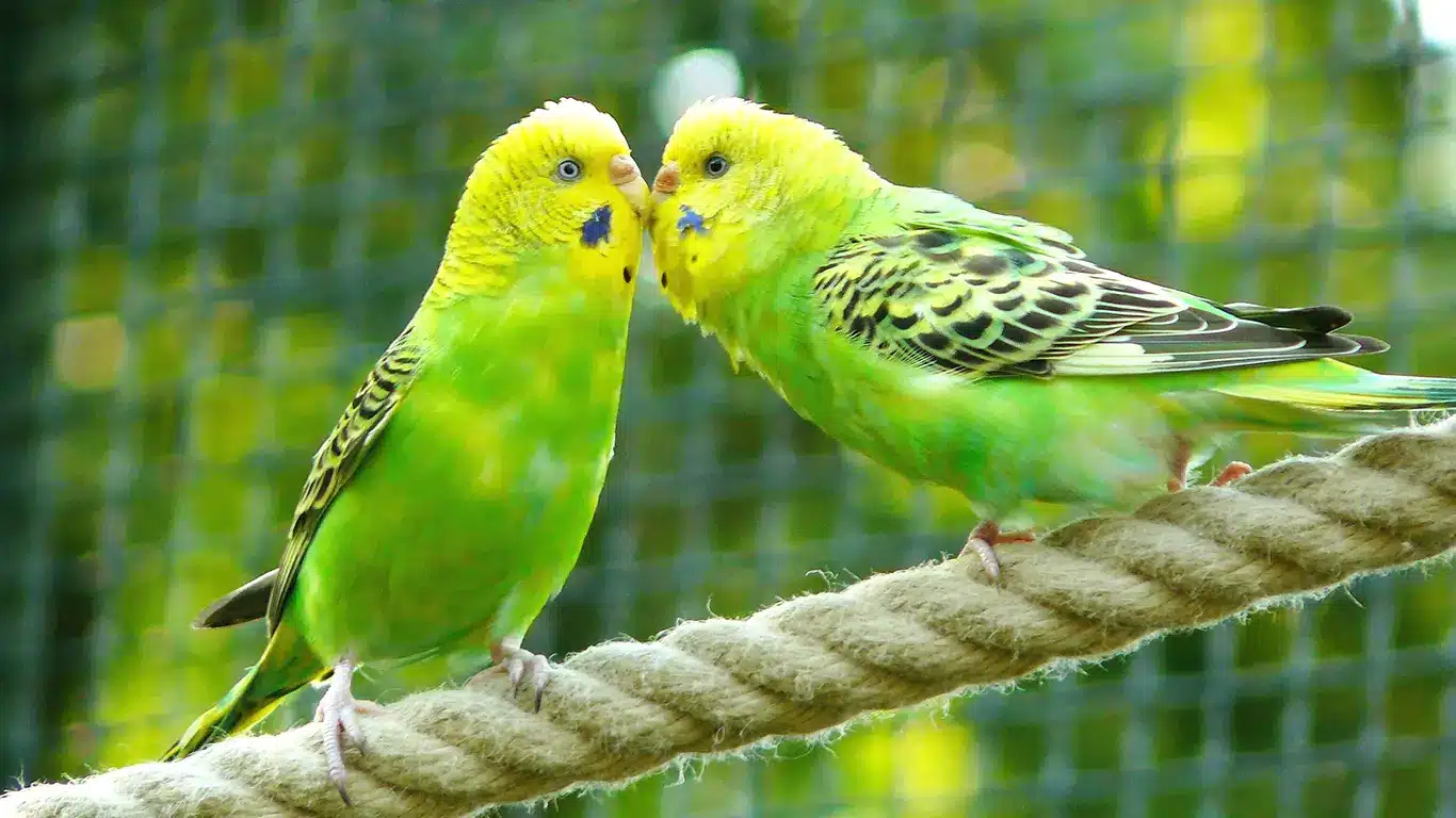 Encourage Budgies to Breed