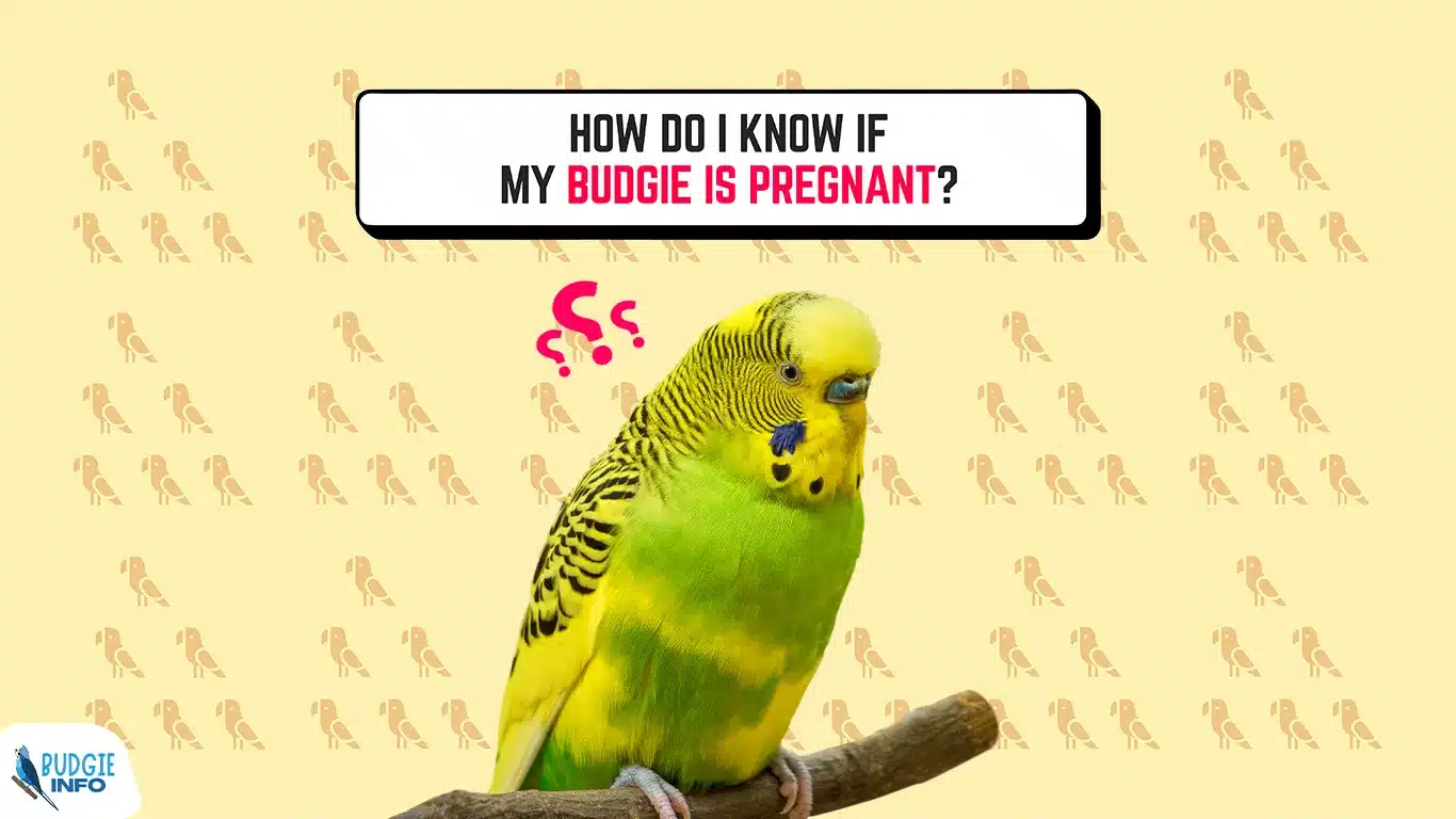 How Do I Know If My Budgie Is Pregnant