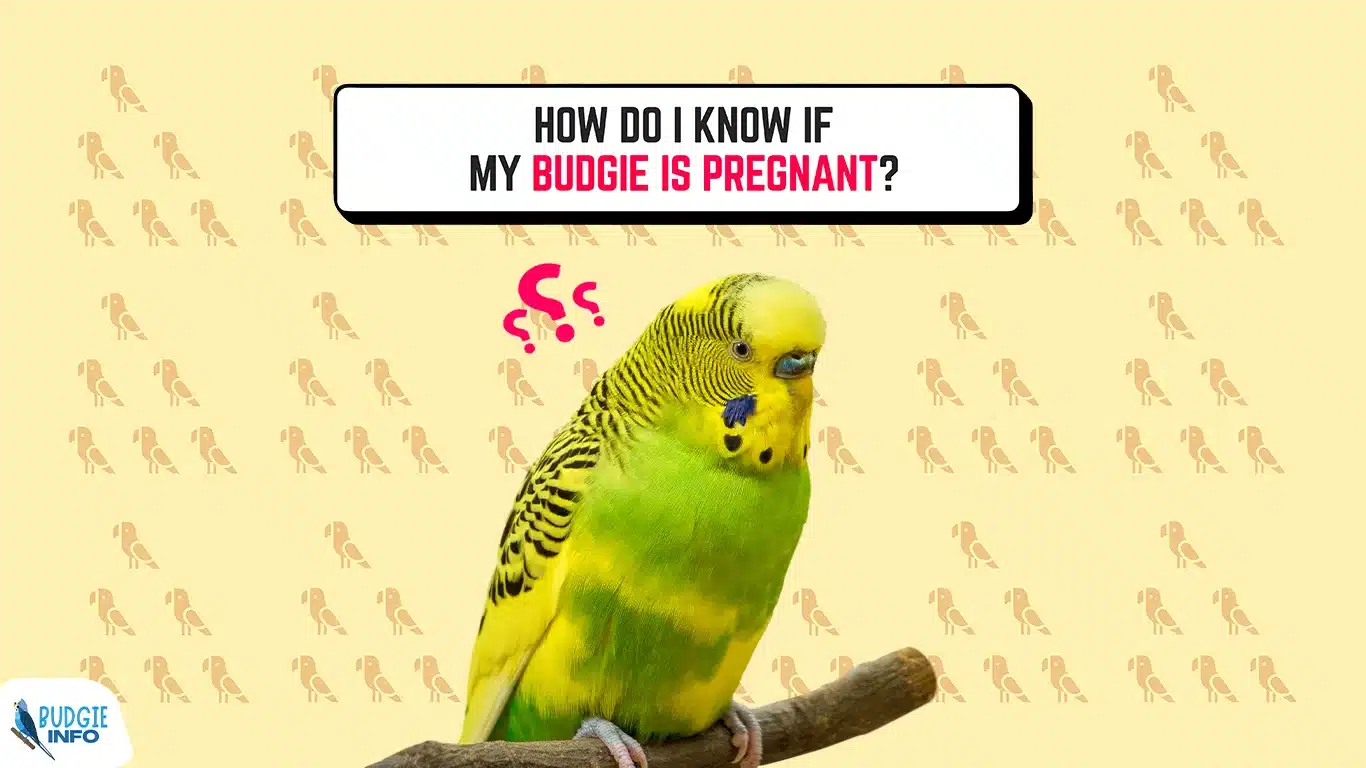 Budgie pregnant best sale