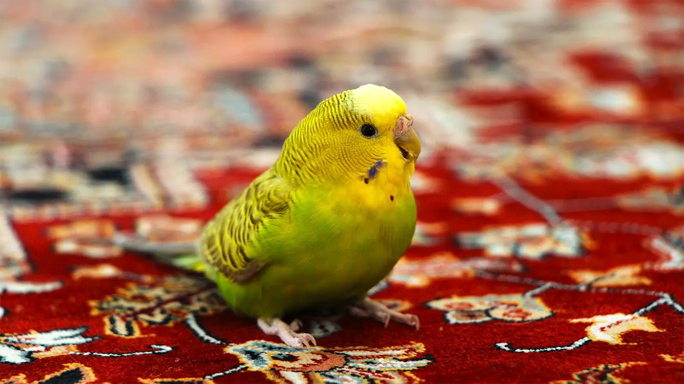 How Long Can a Budgie Live with a Tumor