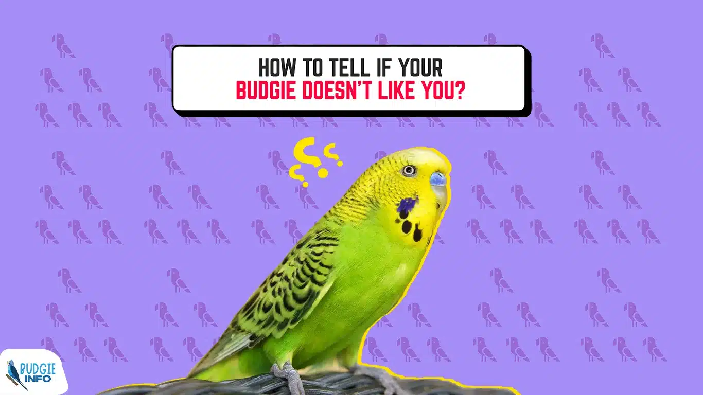 your budgie doesn't like you