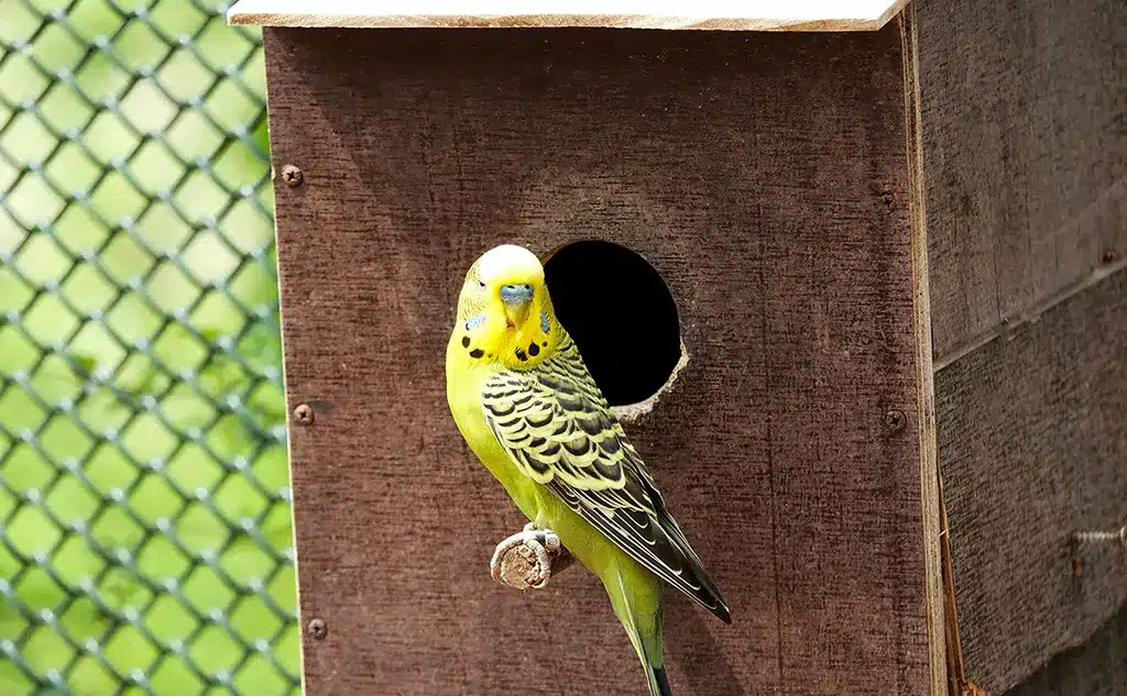 What To Put In A Budgie Nesting Box