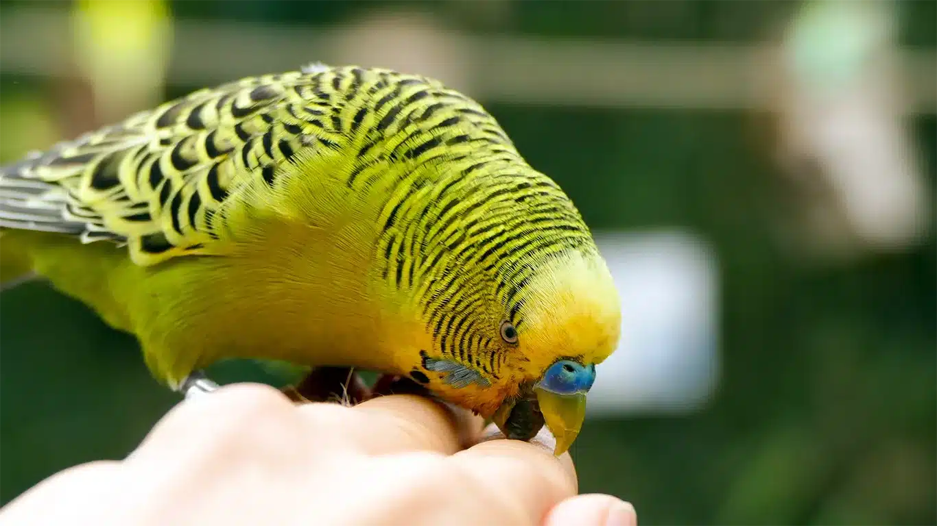 Why Does My Budgie Bite Me