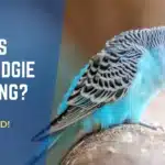 Why Is My Budgie Panting