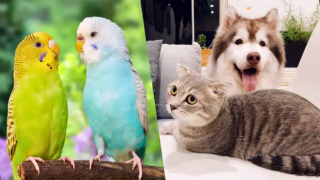 Are Budgies Smarter Than Dogs And Cats