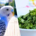 Can Budgies Eat Cilantro