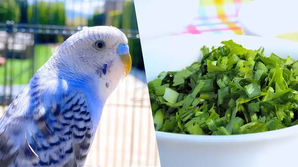 Can Budgies Eat Cilantro