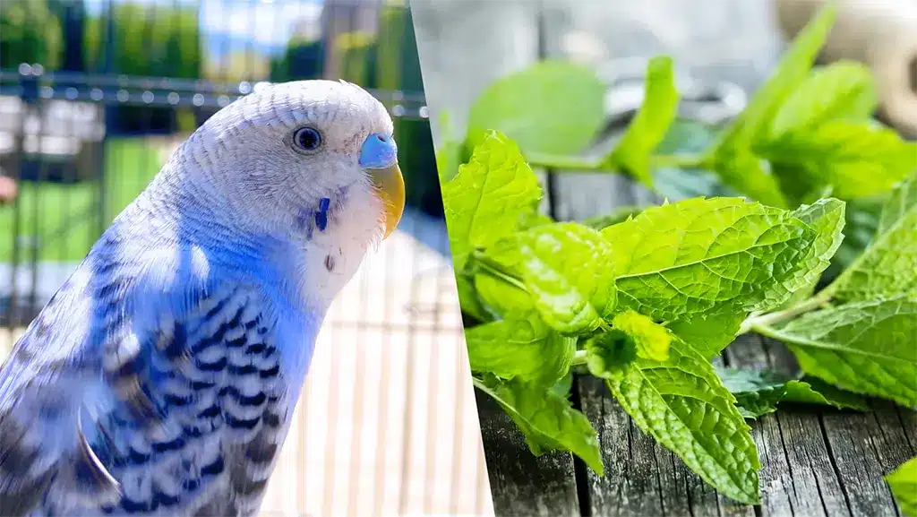 Can Budgies Eat Mint Leaves