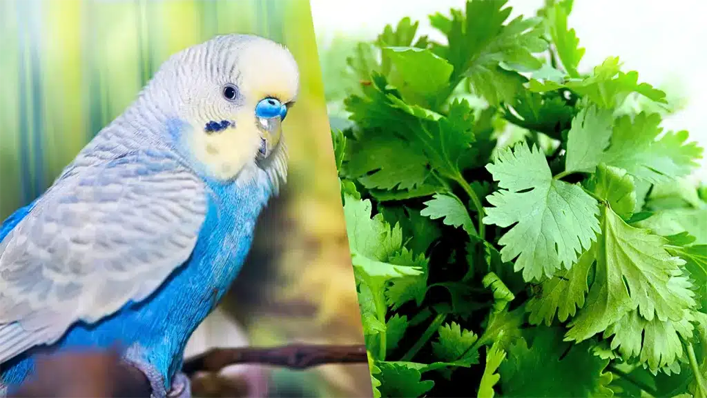 Can Budgies Eat Parsley