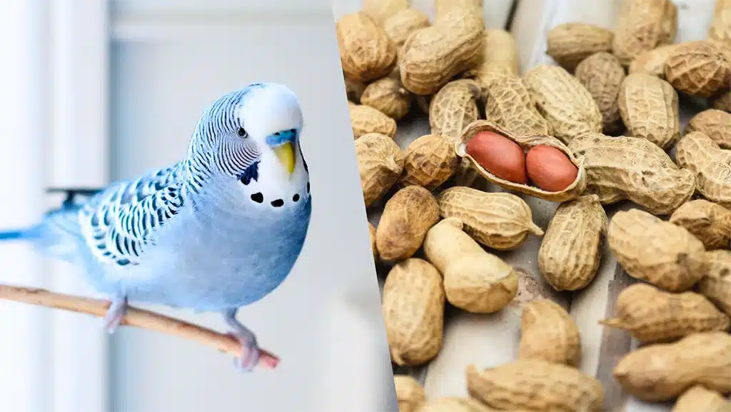 Can Budgies Eat Peanuts