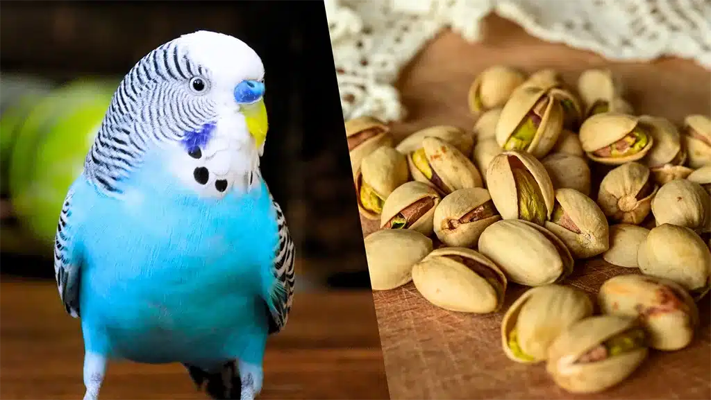 Can Budgies Eat Pistachios