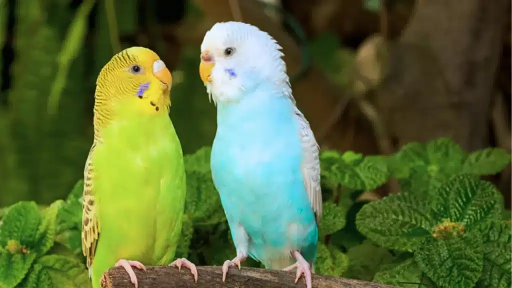 Do budgies Lay Eggs Without Mating