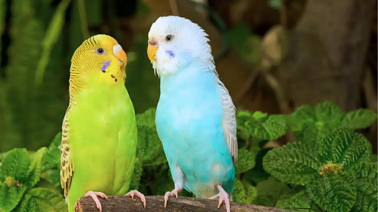 Do budgies Lay Eggs Without Mating