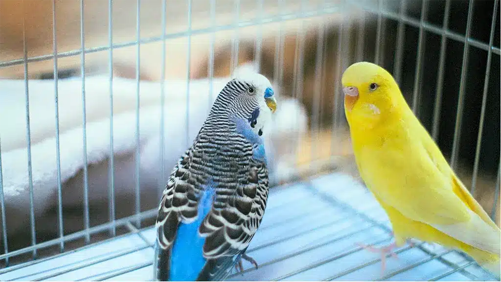 Do Budgies Need To Be In Pairs