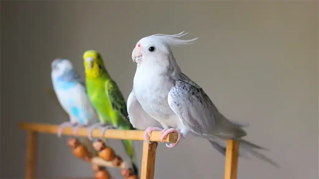 Do Budgies Need To Be In Pairs