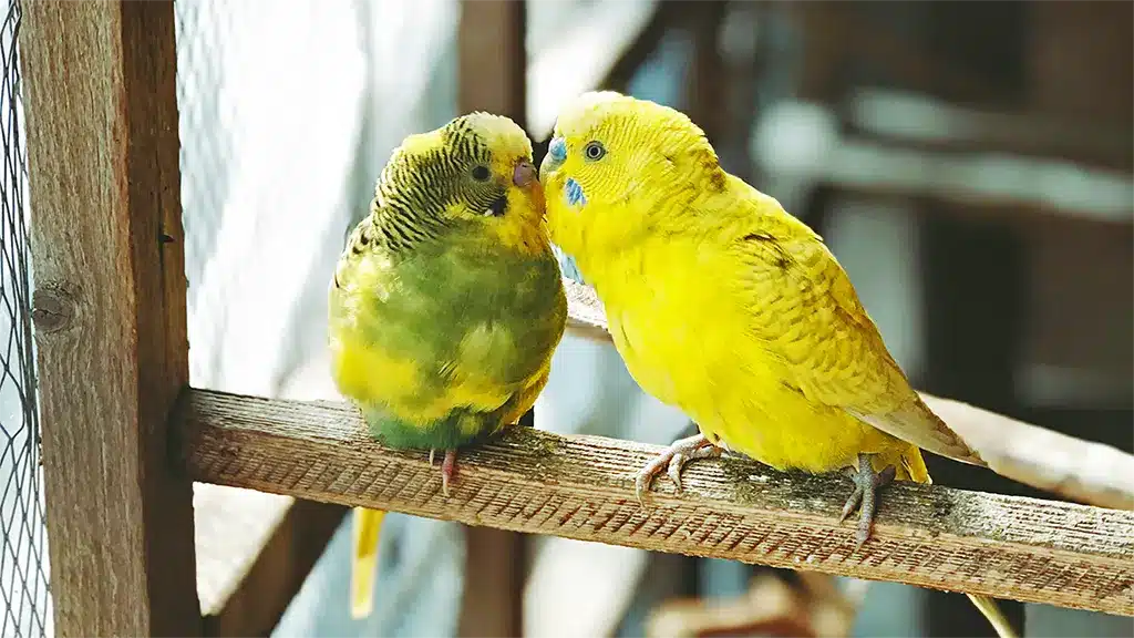 How to Encourage Budgies to Breed