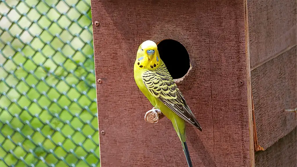 How to Encourage Budgies to Breed