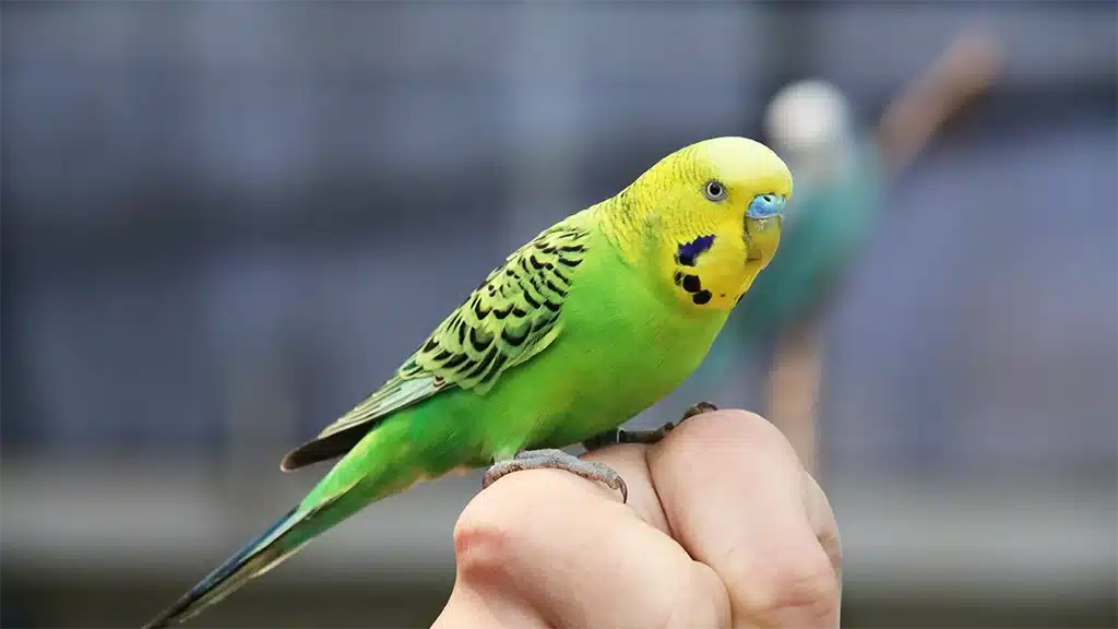 Why Does My Budgie Chirp When I Leave the Room
