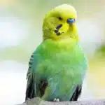 Why Does My Budgie Puffs Up When I Talk To Him