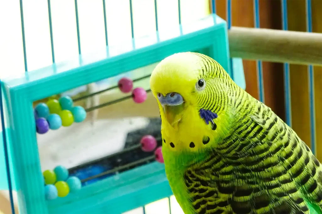 what do budgies like to play with