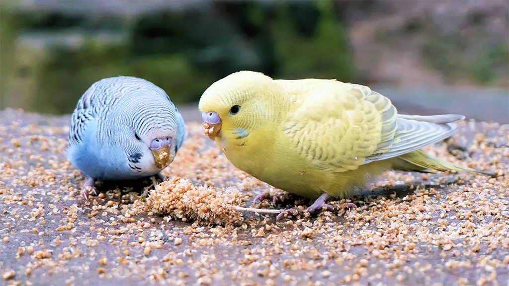 What Do Budgies Eat