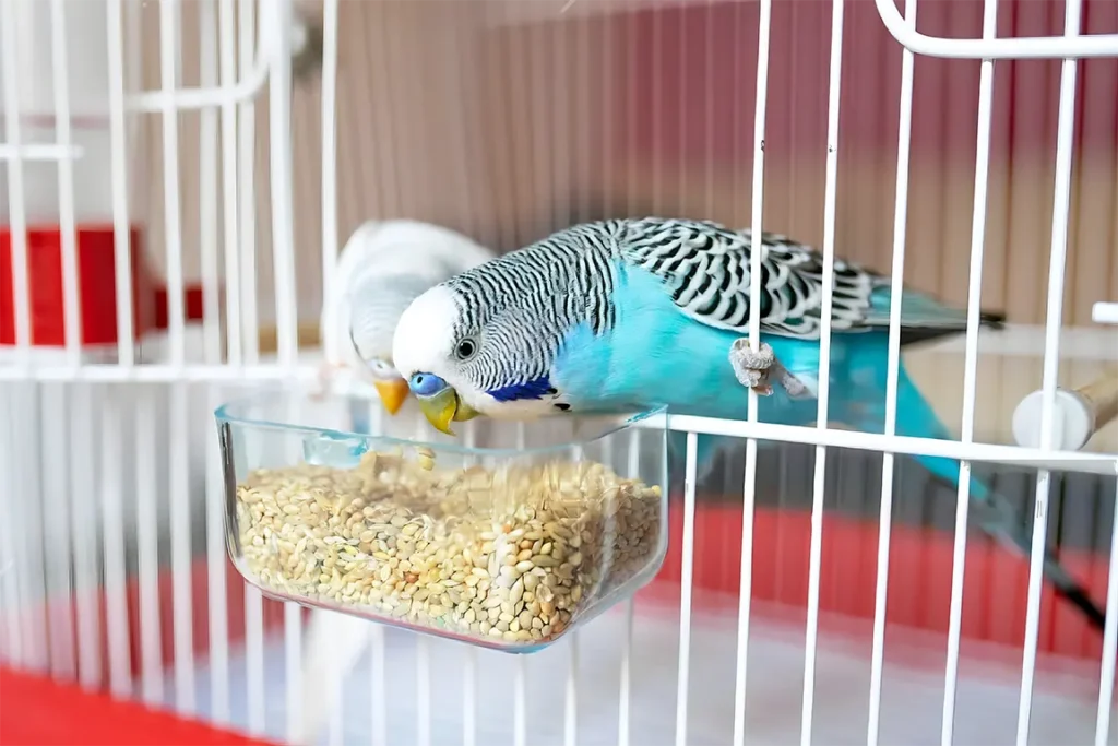 What Do Budgies Eat