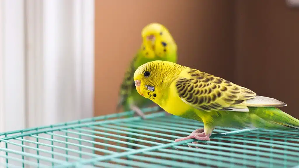 What Do Budgies Eat
