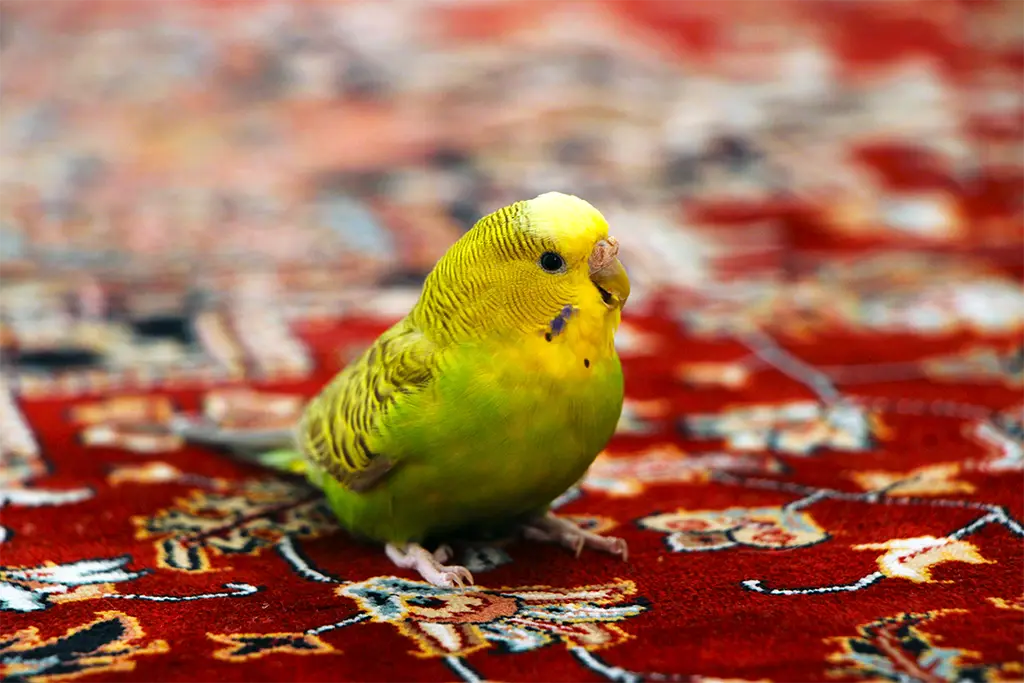 Budgie Illness Symptoms