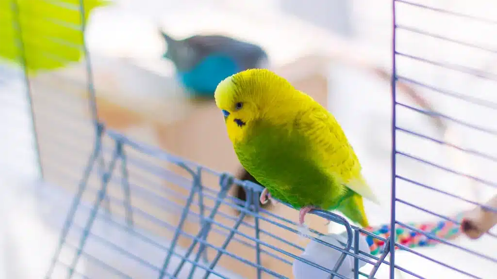 Budgie Illness Symptoms