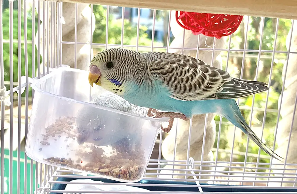 Budgie Illness Symptoms