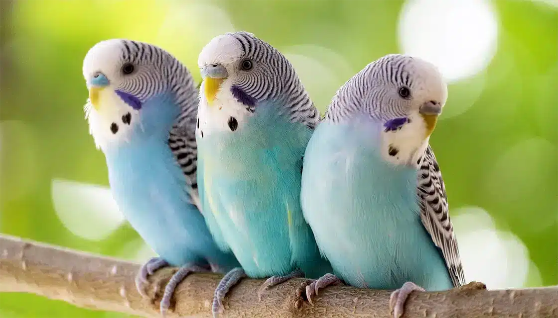 Are Parakeets And Budgies The Same